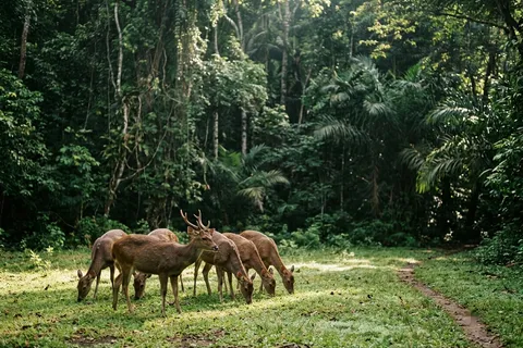 Cagar Alam Pangandaran